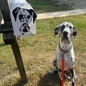May include: A white mailbox with a Great Dane dog face design. A real Great Dane dog with black spots sits on the grass next to the mailbox, wearing a collar and leash. The dog's coat is white with black spots.