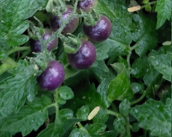 Blueberries Tomato Seeds - Etsy
