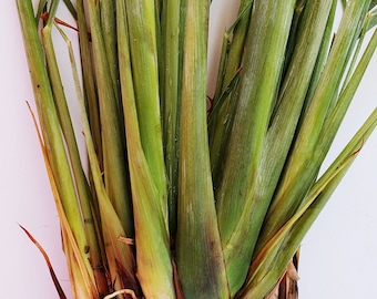 10 Rooted lemongrass plant / live plant /