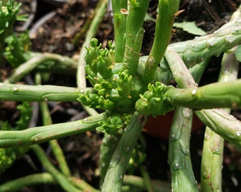 4” euphorbia Medusa plant