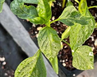 Live Cayenne Pepper Plant Seedling - Live Plant