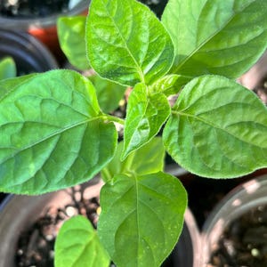 May include: A young pepper plant seedling with vibrant, bright green, ovate leaves featuring prominent veins and slightly fuzzy textures. The plant is centered in a dark plastic nursery pot filled with dark potting soil, surrounded by other pots.