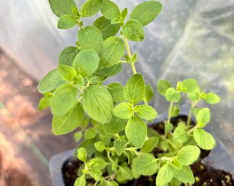 Italian Oregano Live Plant Herb