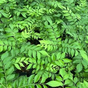 May include: A dense collection of curry leaf plants featuring numerous bright green, pinnate leaves arranged on slender stems. The plants are potted in small black containers, creating a lush, textured display of vibrant foliage and greenery.