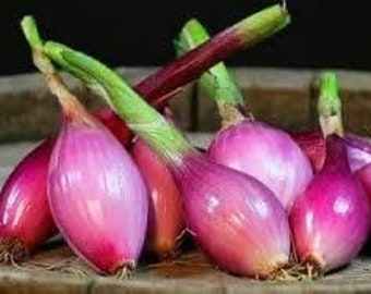 Live Italian Torpedo Onion Plant starts - onion plant