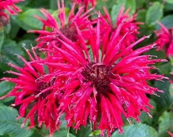 Live Monarda didyma Panorama Red Shades | Scarlet Beebalm plant |