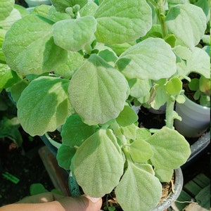 May include: A close-up of a potted plant with large, light green, velvety leaves. The plant is held in a small, brown plastic pot. Other plants are visible in the background, suggesting a nursery or garden setting.