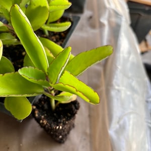 Medicinal Kalanchoe Pinnata, Bryophyllum pinnatum, Leaf of Life, Cathedral Bells, Miracle Leaf, Life plant, Goethe plant