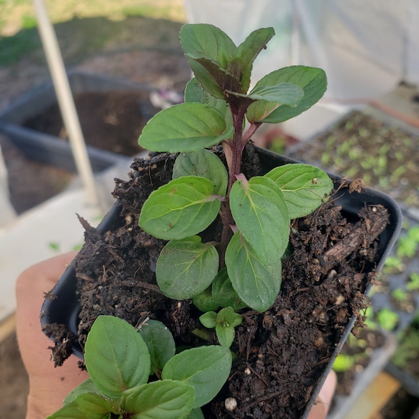 Chocolate Mint Starter Plant