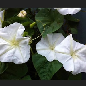 May include: Close-up of white morning glory flowers with a star-shaped design. The flowers have a yellow center and are surrounded by large, green leaves. The image is well-lit and shows the details of the petals.