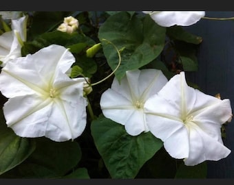 Moonflower Vine, Live Plant, Ipomoea alba, 4" pot