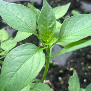 May include: Close-up of a young green plant with several large, vibrant green leaves. The plant has a slender, green stem and is set against a dark background. The leaves have visible veins and a slightly textured surface, indicating a healthy plant.