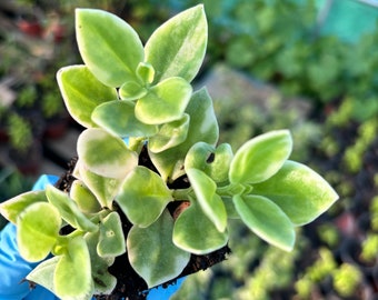 Live Aptenia -Ice plants-Baby Sun Rose - variegated ice plant aptenia