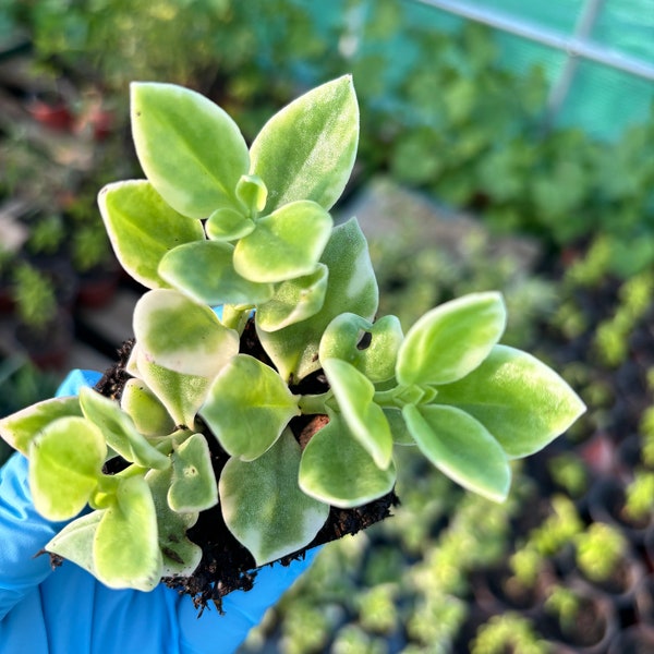 Live Aptenia -Ice plants-Baby Sun Rose - variegated ice plant aptenia