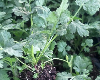 Feverfew live plant, feverfew plant ,Tanacetum Parthenium Aureum- feverfew plant starts