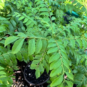 May include: A curry leaf plant featuring multiple stems with pinnate leaves. The foliage consists of numerous small, bright green, pointed leaflets arranged in pairs along a central stalk, growing in dark soil within a round plastic container.