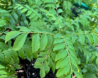 Live Curry Leaf Plants,  Murraya Koenigii, Indian curry plant, curry plant