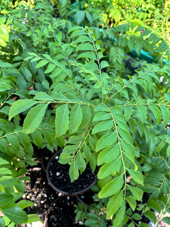 Live Curry Leaf Plants,  Murraya Koenigii, Indian curry plant, curry plant