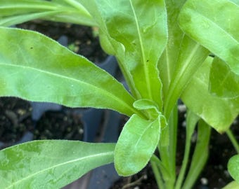 Calendula Plant , pacific beauty, plant starts