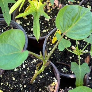 May include: A young plant with heart-shaped green leaves and a thin stem growing in a dark brown plastic pot filled with dark soil and small white perlite particles. The plant features a visible yellow plastic plant marker tucked into the soil.