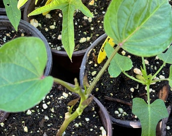 White sweet potato plant