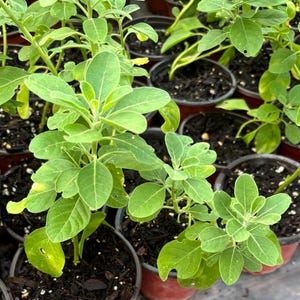 Live Ashwagandha plant- Indian Gensing-