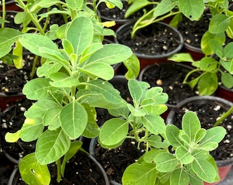 Live Ashwagandha plant- Indian Gensing-