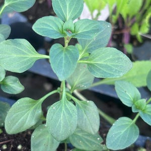 May include: A close-up of a green leafy plant with several leaves. The plant is growing in a pot and the leaves are arranged in a spiral pattern.