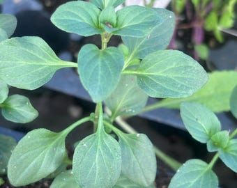 Live Banana Mint Plant - Banana Mint Herb plant
