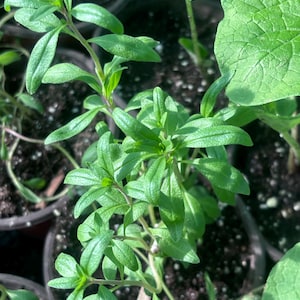 Live Hyssop Plant/Hyssopus officinalis/Medicinal Herb