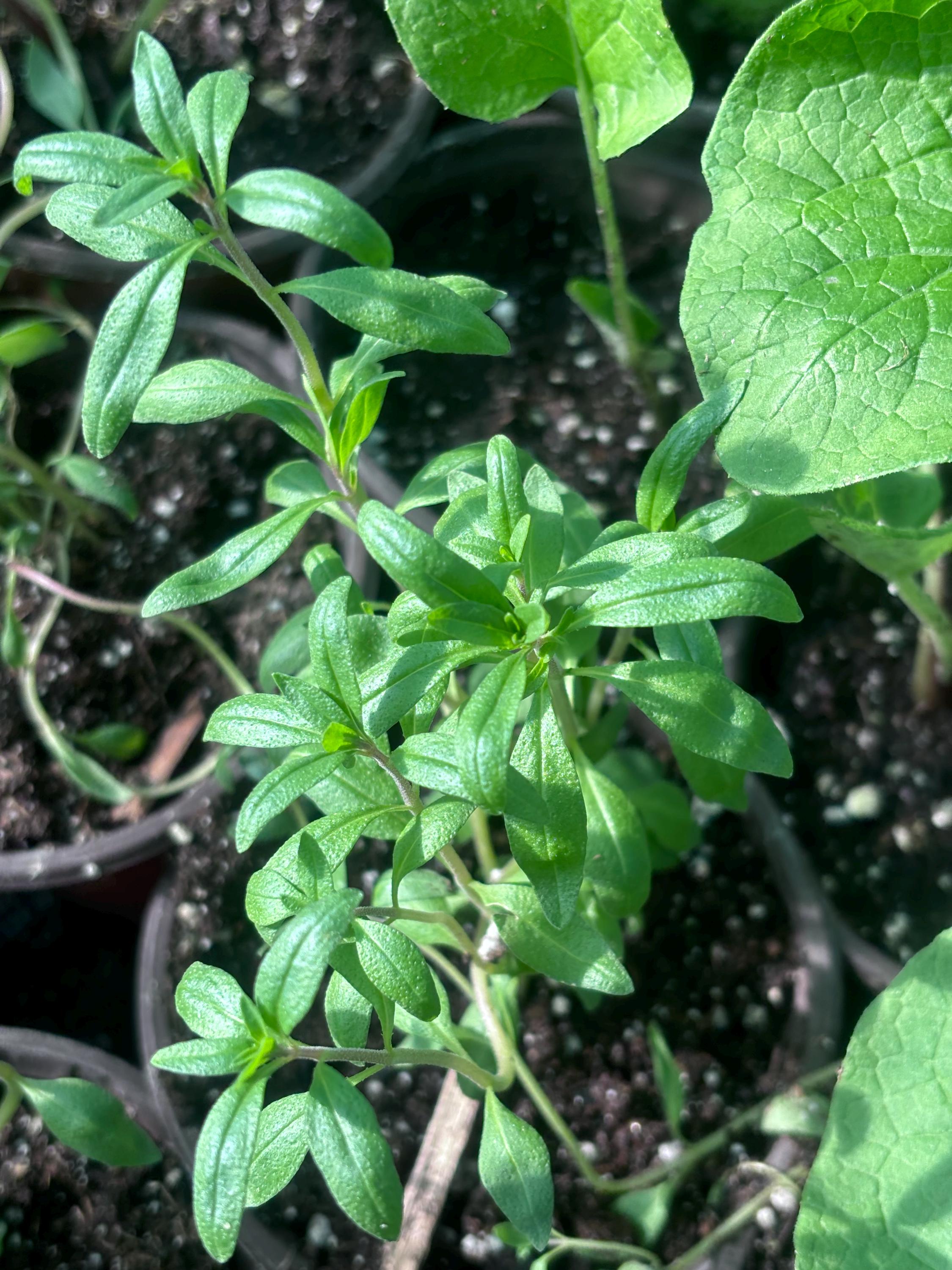 Live Hyssop Plant/Hyssopus officinalis/Medicinal Herb
