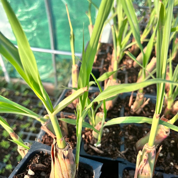 LIVE LEMONGRASS Herb Plant -organic- Rooted Stalks - Cymbopogon Citratus aka Edible Variety Cook or Make Essential