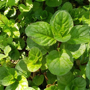 Live Orange Mint Plant
