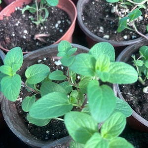 May include: Close-up of several small potted oregano plants with green leaves. The plants are in brown plastic pots and the soil is dark brown.