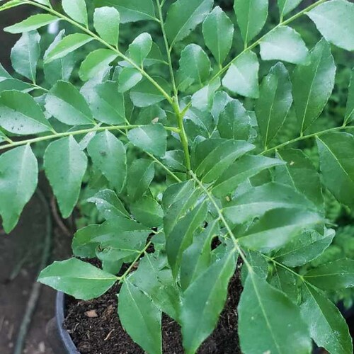 Curry Leaf Plant, Seedling Starter Plants, Murraya Koenigii 4-5