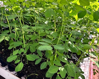 Moringa Plants (8-15 inches) Saigen, Shevga Bhaji, Moringa Oleifera Live Plant