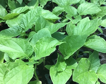 Sugar Rush peach  Pepper  plant/ plant starts