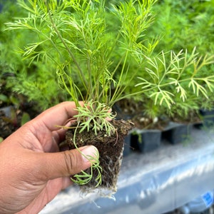 May include: A close-up of a green dill plant with long, thin leaves. The plant is being held in a person's hand and the roots are visible.
