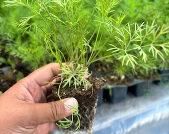 Live dill plants, starter plant, fresh herbs for your kitchen and herb garden