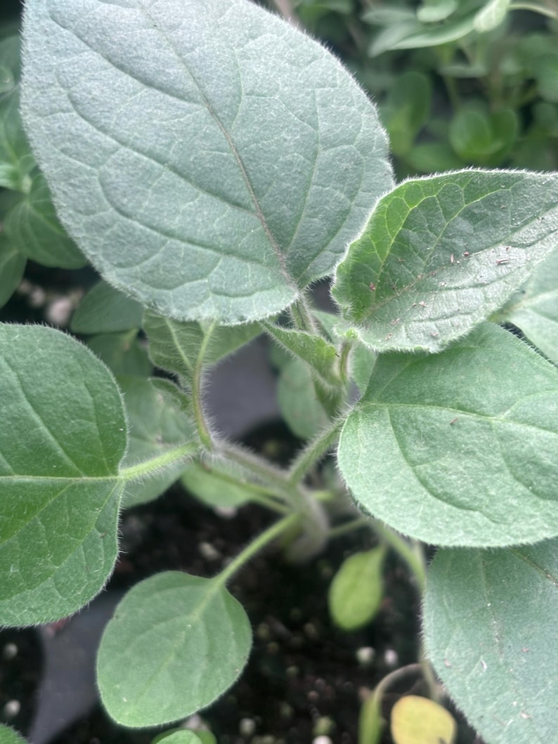 Op de afbeelding: Close-up van een groene, bladerige plant met harige stengels. De plant heeft verschillende grote, ovale bladeren met prominente nerven. De bladeren zijn lichtgroen van kleur en hebben een licht harige textuur.