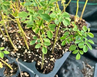 Live Moringa oleifera  Malunggay, drum stick plant , medicinal plant , Moringa tree