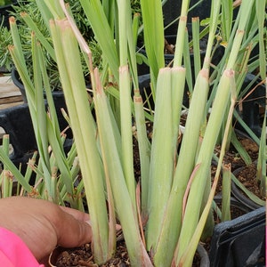 2 live Lemongrass plant -  Also known as Fever Grass, Cymbopogon Citratus