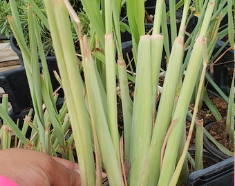 2 live Lemongrass plant -  Also known as Fever Grass, Cymbopogon Citratus