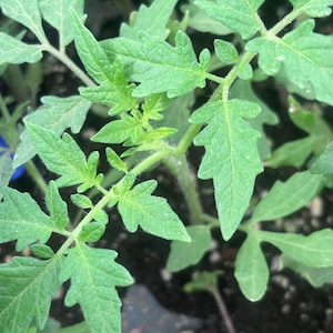 May include: Close-up of young tomato plant with vibrant green leaves. The leaves have a serrated edge and are growing from a central stem. The plant is in a dark soil environment.