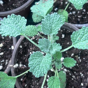 May include: Close-up of a small green plant with textured, heart-shaped leaves. The plant is in a dark brown pot filled with soil. The leaves have a slightly fuzzy appearance and are a vibrant green color.