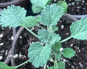 White Horehound Starter Plant - live plant -Marrubium Vulgare - 3" pot - Make Your Own Cough Drops!