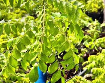 Large Healthy Curry Leaf Plants 7” up, Murraya Koenigii