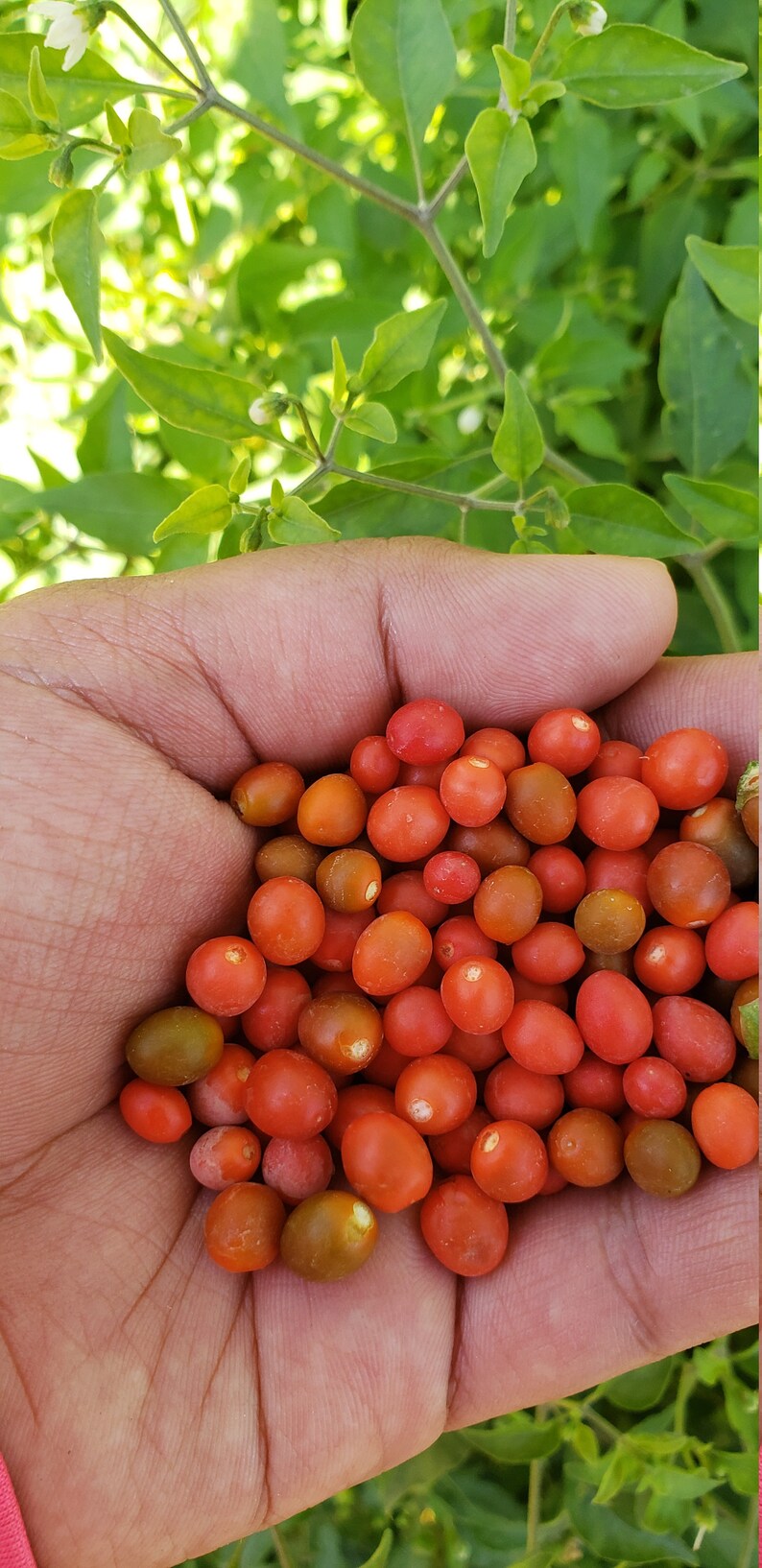 50 Chiltepin plant Seeds/ Mother of all Peppers/ Etsy