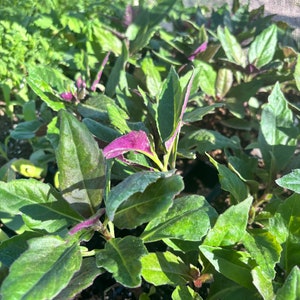 Okinawa Spinach, 2 well rooted plant