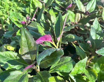 Okinawa Spinach,  well rooted plant